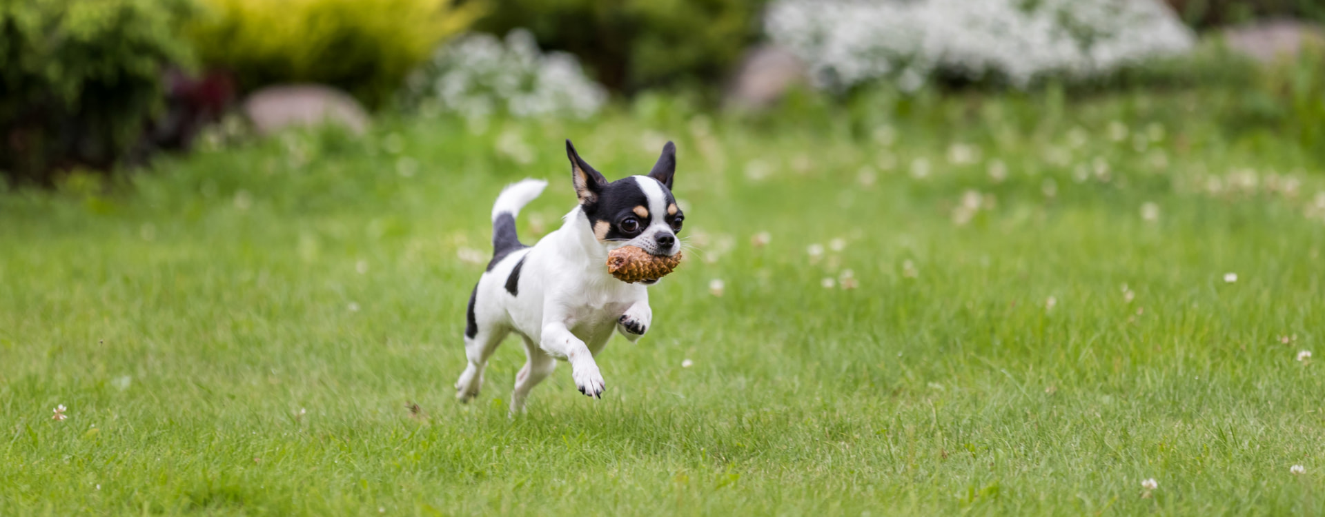 La Albarca Perro corriendo por una pradera verde con una piña en la boca