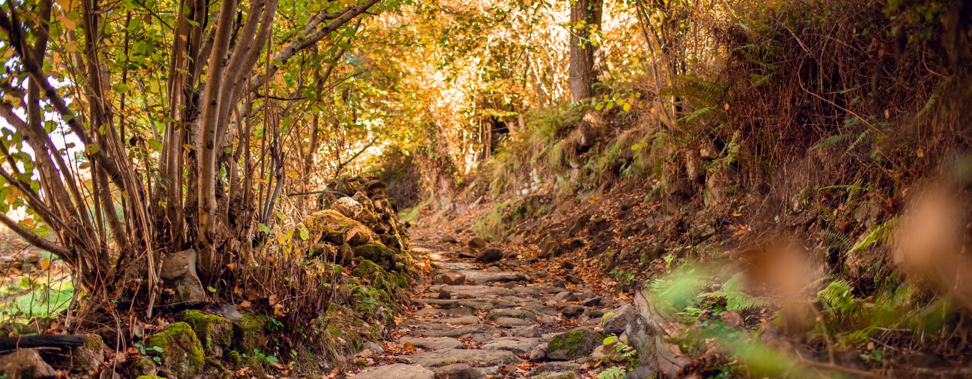 hoznayo Sendero de piedra en un bosque con hojas marrones
