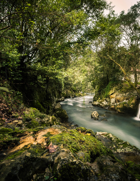 Hoznayo Riachuelo en medio de un bosque verde