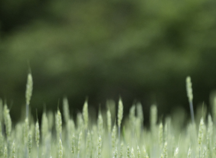 Hotel Los Pasiegos Hotel Los Pasiegos logo on a green background