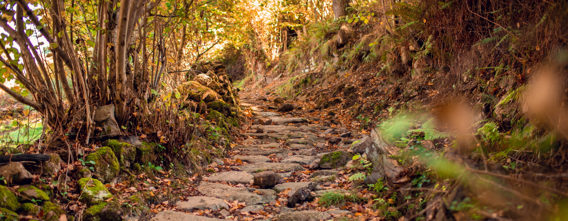hotel spa villa pasiega Stone path with dry leaves in the middle of the forest